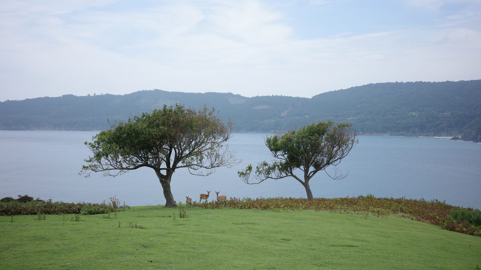 金華山の裏参道から見た海。草地に2本の木が立ち、その足元に3頭の鹿がいる。対岸には牡鹿半島の山並みが見える