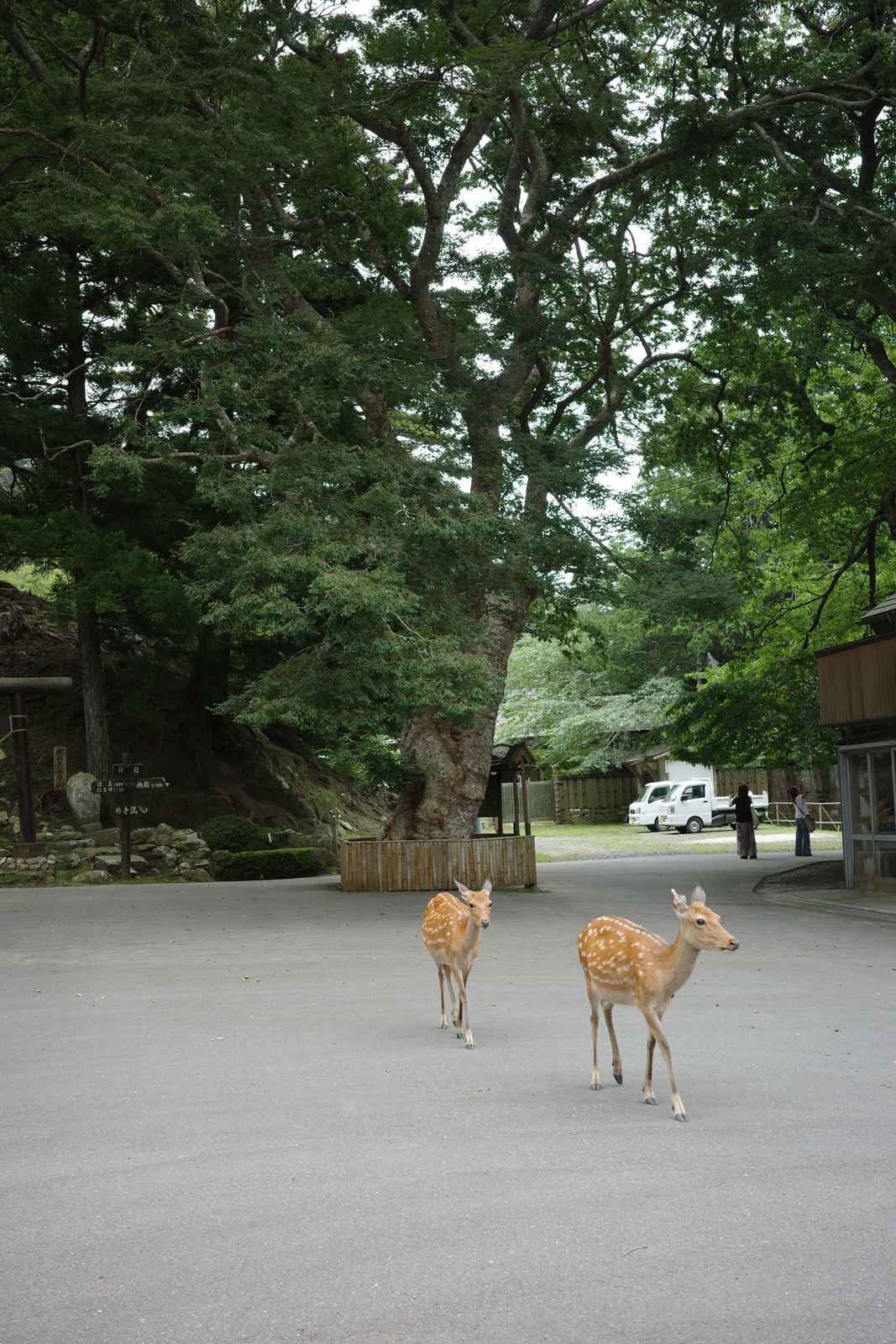 本殿前の広場を歩く2頭の鹿。奥には大きな御神木がそびえている