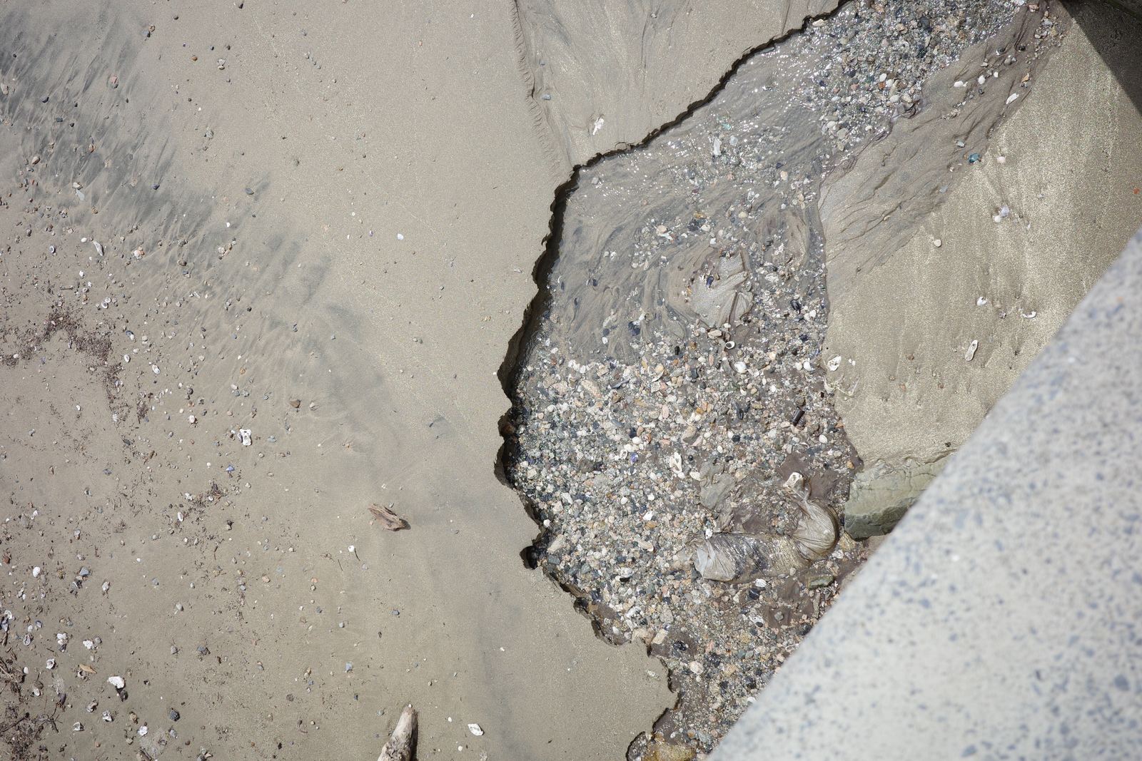 砂浜と、打ち上げられた貝殻が帯のように集まっている波打ち際の寄り