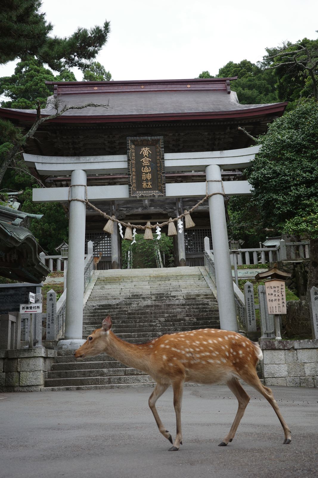 「黄金山神社」の扁額が掛かる随神門と、その奥へ続く石段。手前を1頭の鹿が横切っている
