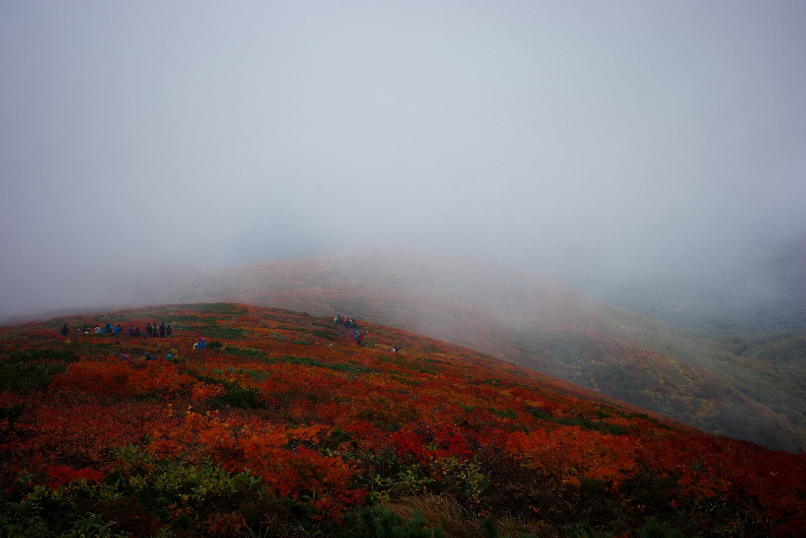 霧に覆われた栗駒山の紅葉の斜面で、稜線に集まって立ち止まる登山客