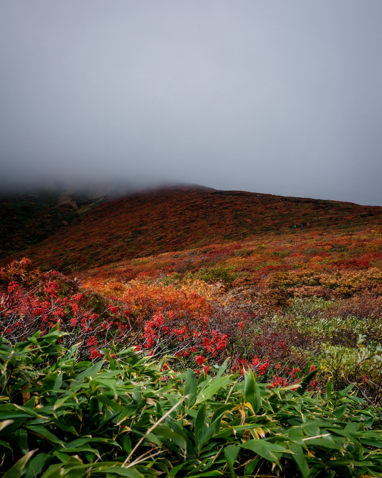 赤と黄の紅葉の斜面に再び霧がかかり、山の上部が白く隠れている